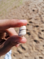 Turritella