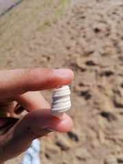 Turritella