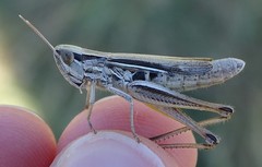 Euchorthippus elegantulus