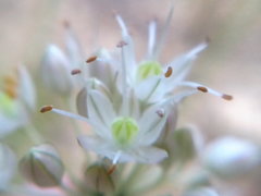 Allium marschalianum