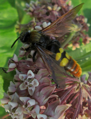 Megascolia maculata maculata