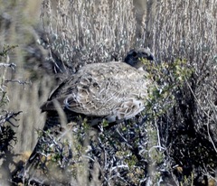 Centrocercus urophasianus