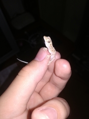 Mediodactylus russowii