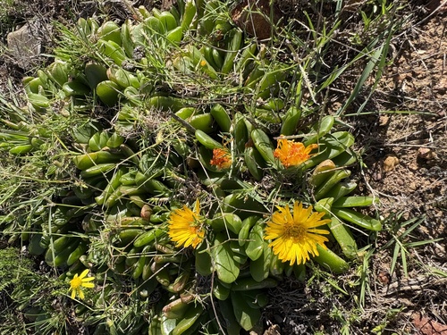 Glottiphyllum longum, photograph 6