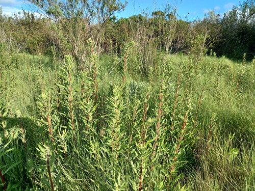 iNaturalist observation photo of tall evening primrose