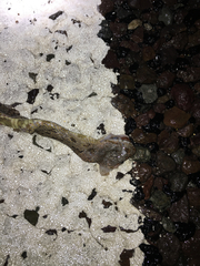 Pantherophis bairdi