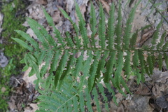 Matteuccia struthiopteris