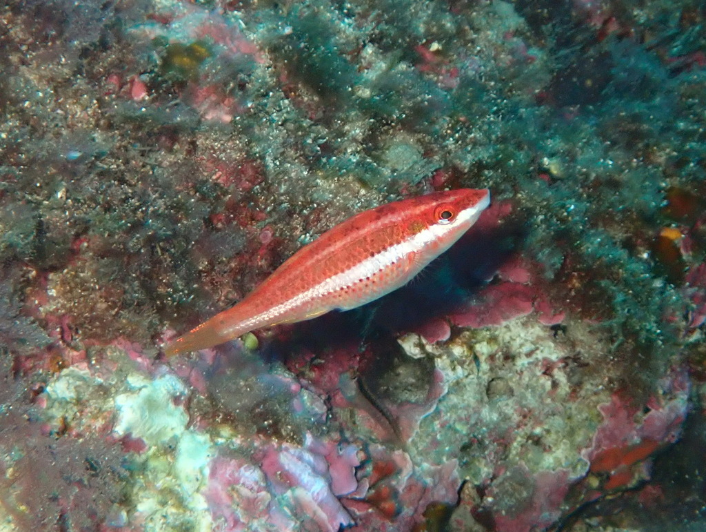 Doderlein's wrasse (Symphodus doderleini) — Labridae