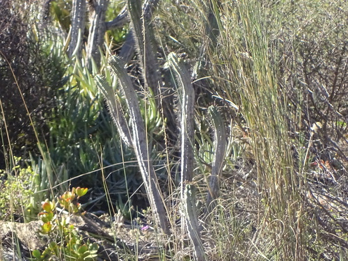 Image of Euphorbia heptagona by (c) Shaun Swanepoel, some rights reserved (CC BY)