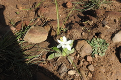 Sparaxis grandiflora