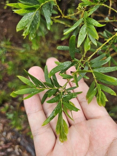Image of Acacia prominens by (c) Tim, some rights reserved (CC BY)