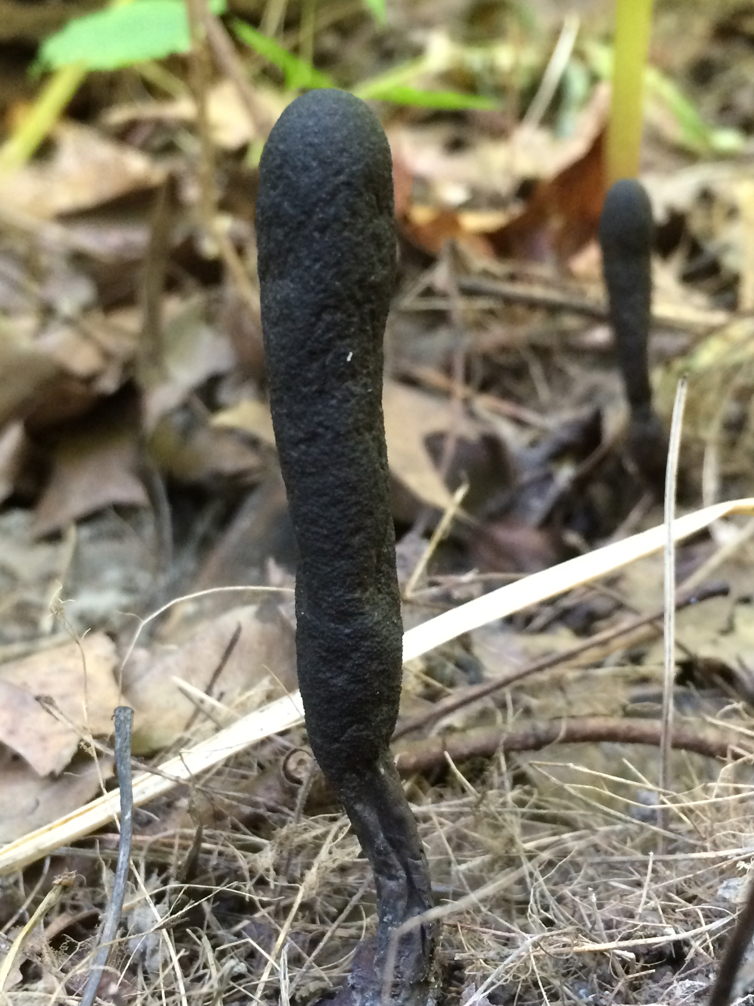 Xylaria polymorpha image