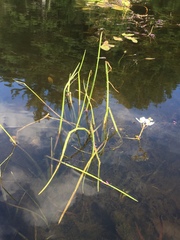 Sagittaria rigida