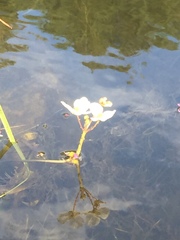 Sagittaria rigida
