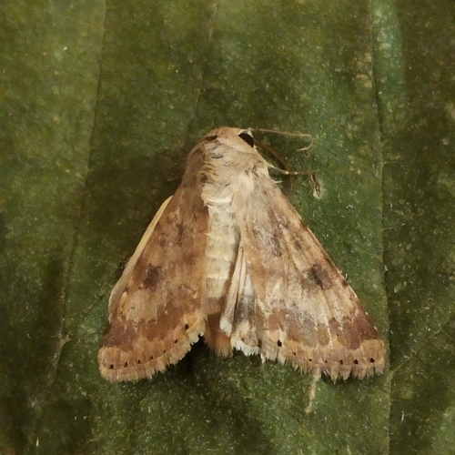 Eastern Bordered Straw