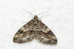 Melanomma auricinctaria