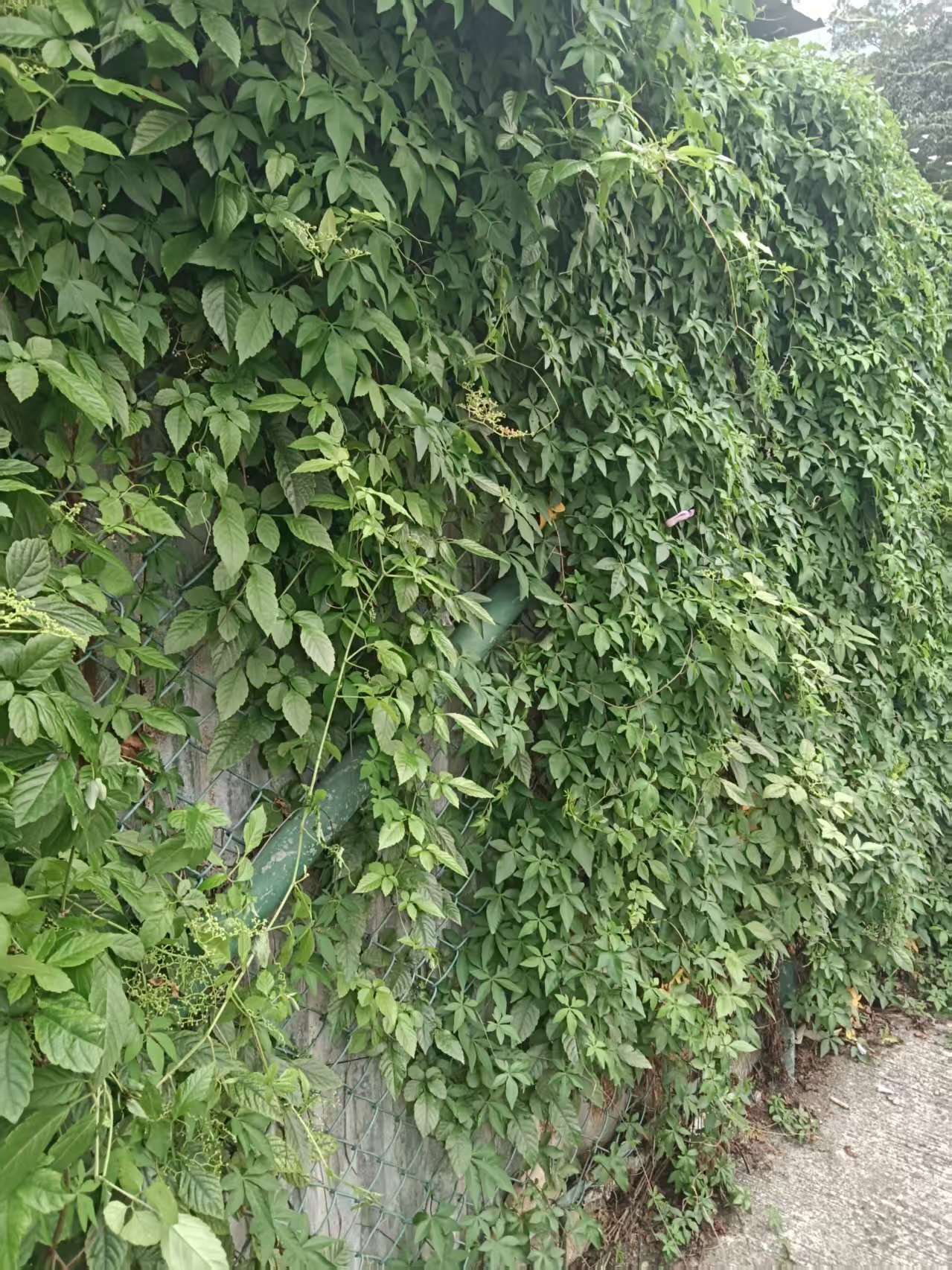 Causonis japonica (Causonis japonica)