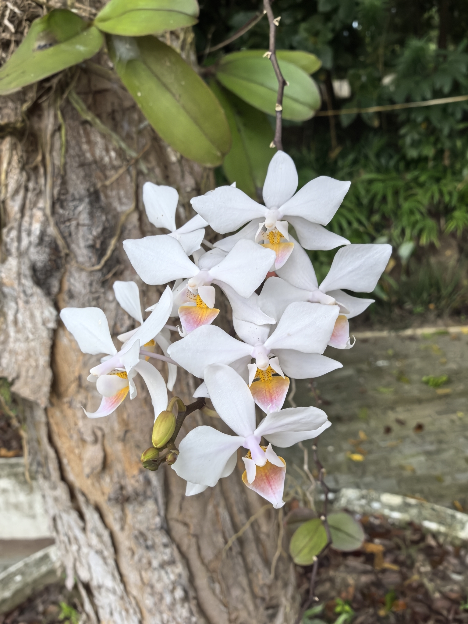 Intermedia Moth Orchid