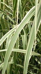Arundo