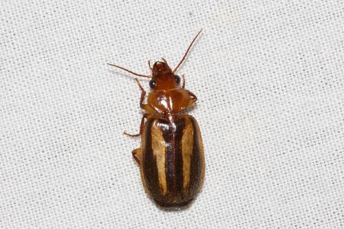 Philophloeus observed 2025-04-05