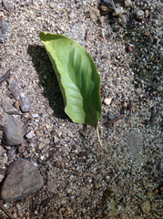 Alnus incana tenuifolia