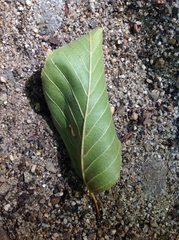Alnus incana tenuifolia