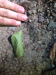 Alnus incana tenuifolia