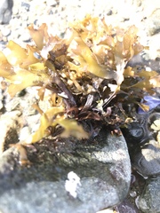 Chondrus