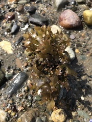 Chondrus