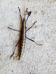 Anisomorpha ferruginea