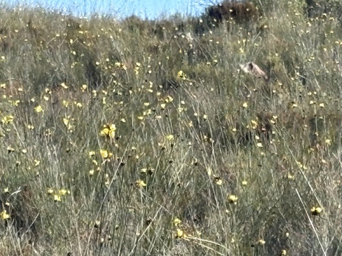 Mountain Rushiris (Bobartia macrospatha)