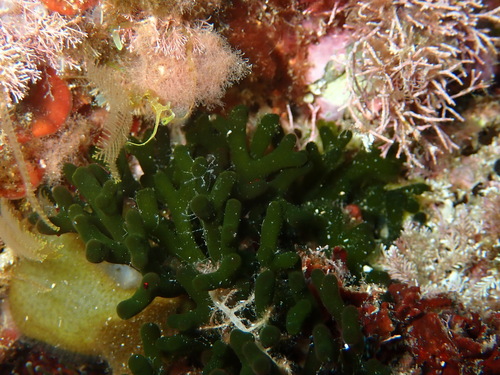 Codium vermilara observed 2025-04-26