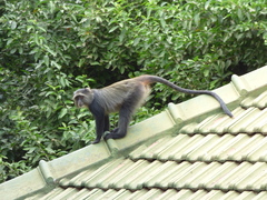 Cercopithecus mitis manyaraensis