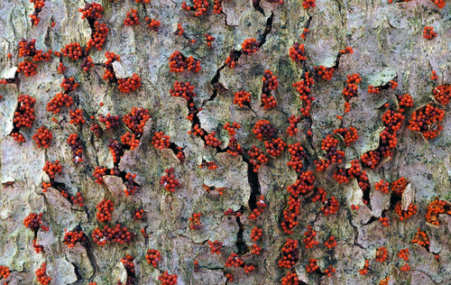 Beech Bark Canker Fungus