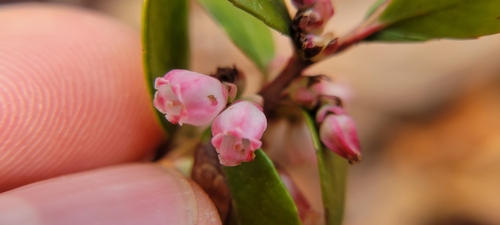 box huckleberry (Gaylussacia brachycera)
