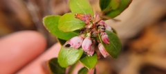 Gaylussacia brachycera, photograph author not stated, no rights reserved