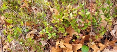 Gaylussacia brachycera, photograph author not stated, no rights reserved