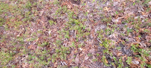 Image of Gaylussacia brachycera by no rights reserved