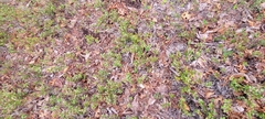 Gaylussacia brachycera, photograph author not stated, no rights reserved