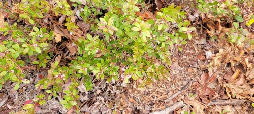 Image of Gaylussacia brachycera by no rights reserved