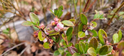 Gaylussacia brachycera, photograph 5