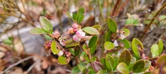 Gaylussacia brachycera, photograph author not stated, no rights reserved