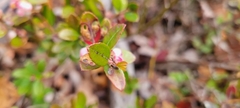 Gaylussacia brachycera, photograph author not stated, no rights reserved