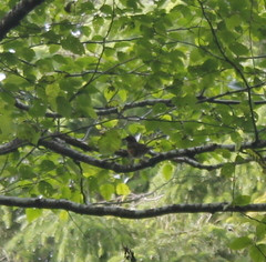 Ixoreus naevius carlottae