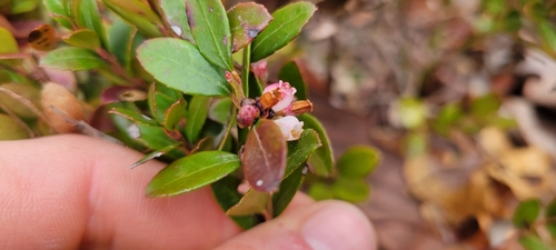 Image of Gaylussacia brachycera by no rights reserved