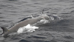 Hyperoodon ampullatus
