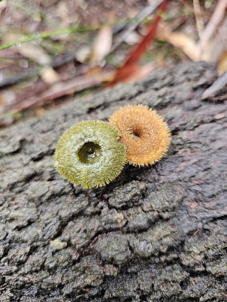 Panus fasciatus