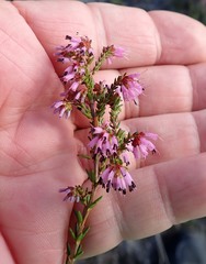 Erica glabella