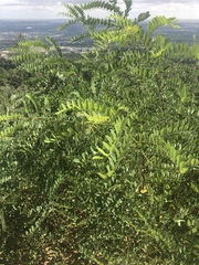 Robinia neomexicana