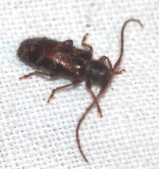 Eupogonius tomentosus